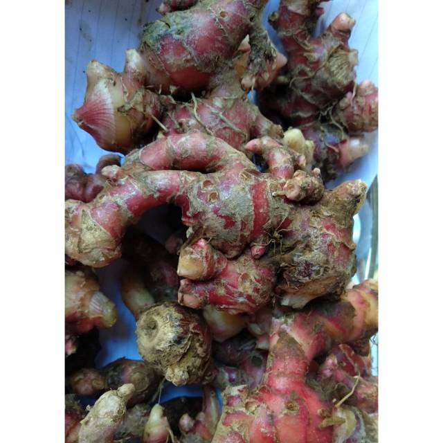 

Jahe merah 1000gr / 1kg