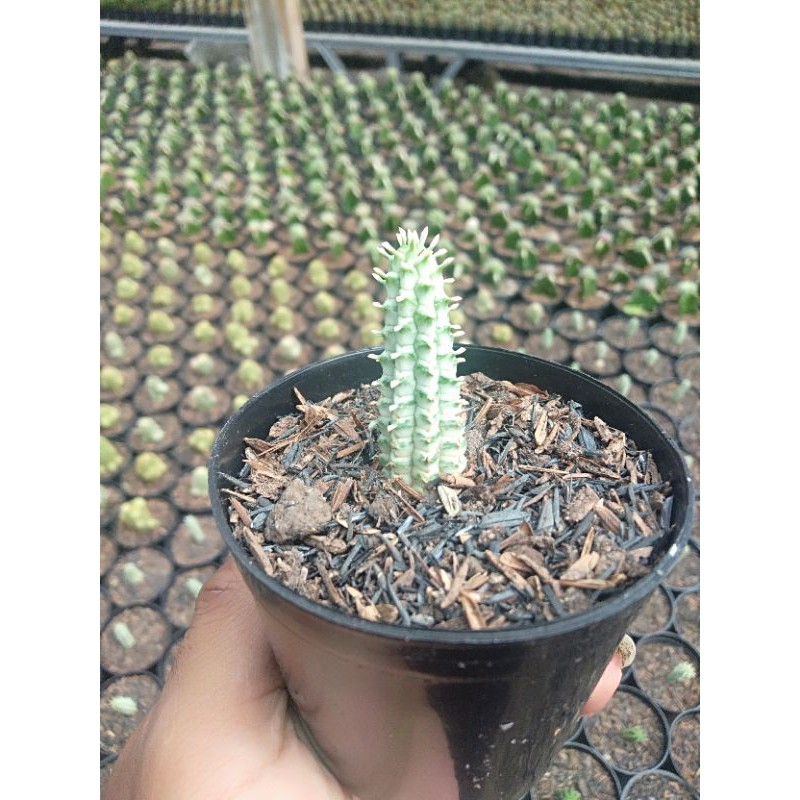 

euforbhia mamilaris tunggal