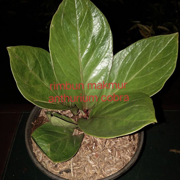 tanaman hias anturium cobra/pohon anturium cobra/anturium cobra