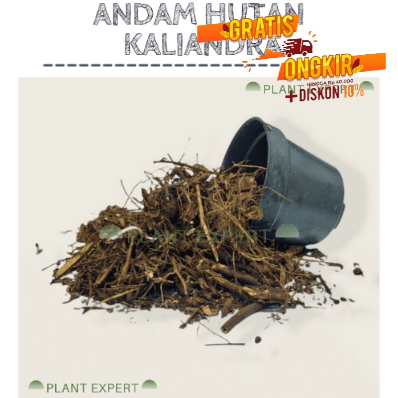Kaliandra Media Tanam Anggrek Media Tanam Andam Kaliandra