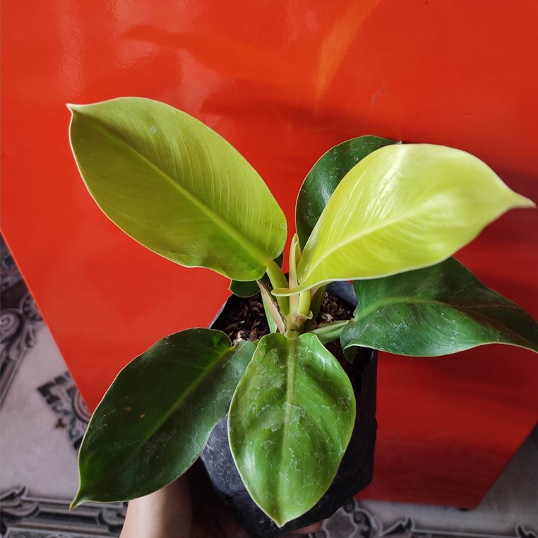 Bunga Philodendron Moonlight Cantik Murah
