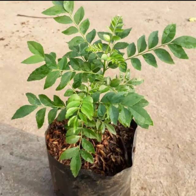 Bibit salam koja | pohon SALAM KOJA | POHON KARI