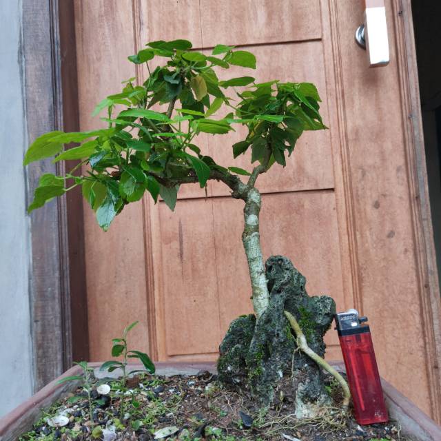Bonsai kembang sepatu mikro