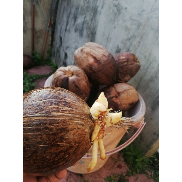 Bonsai Kelapa bahan gading kuning kembar 2