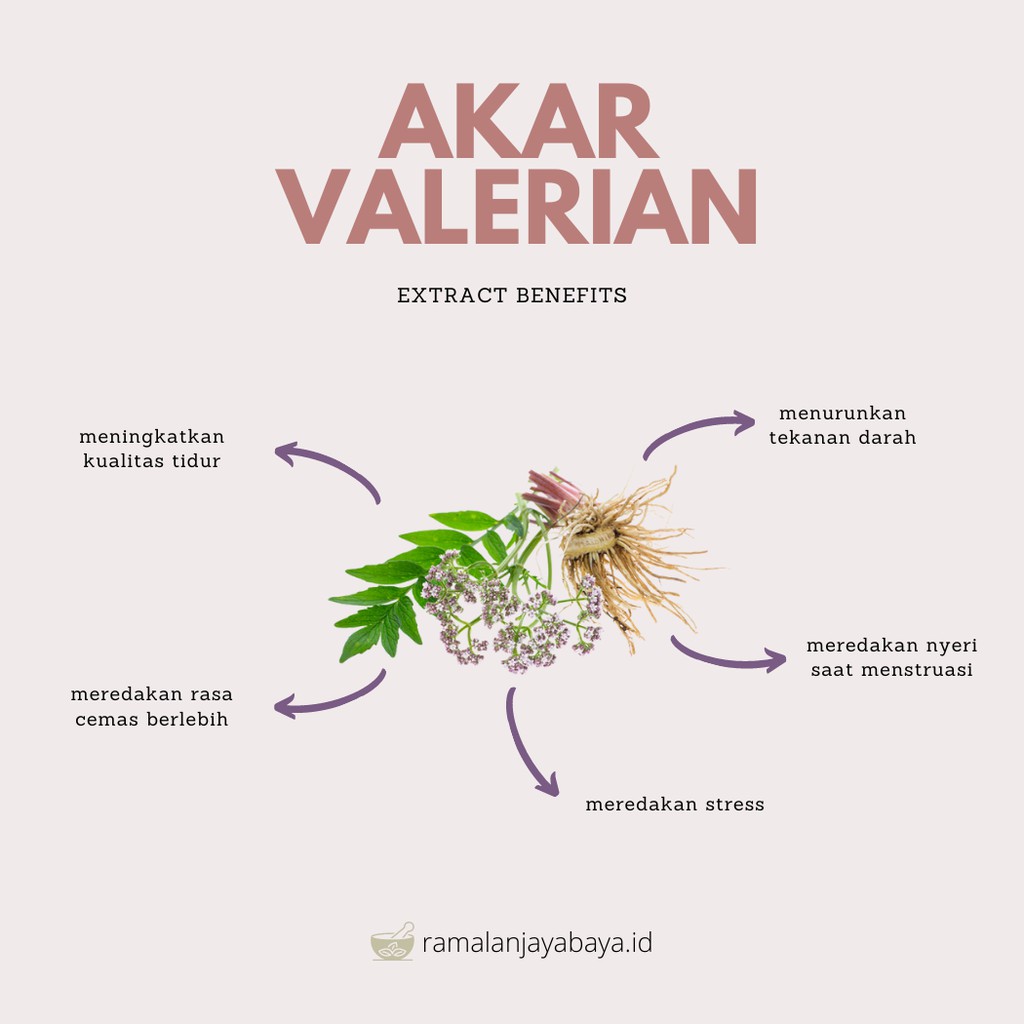 Perbaiki Kualitas Tidur Valerian Root Ekstrak 60 caps