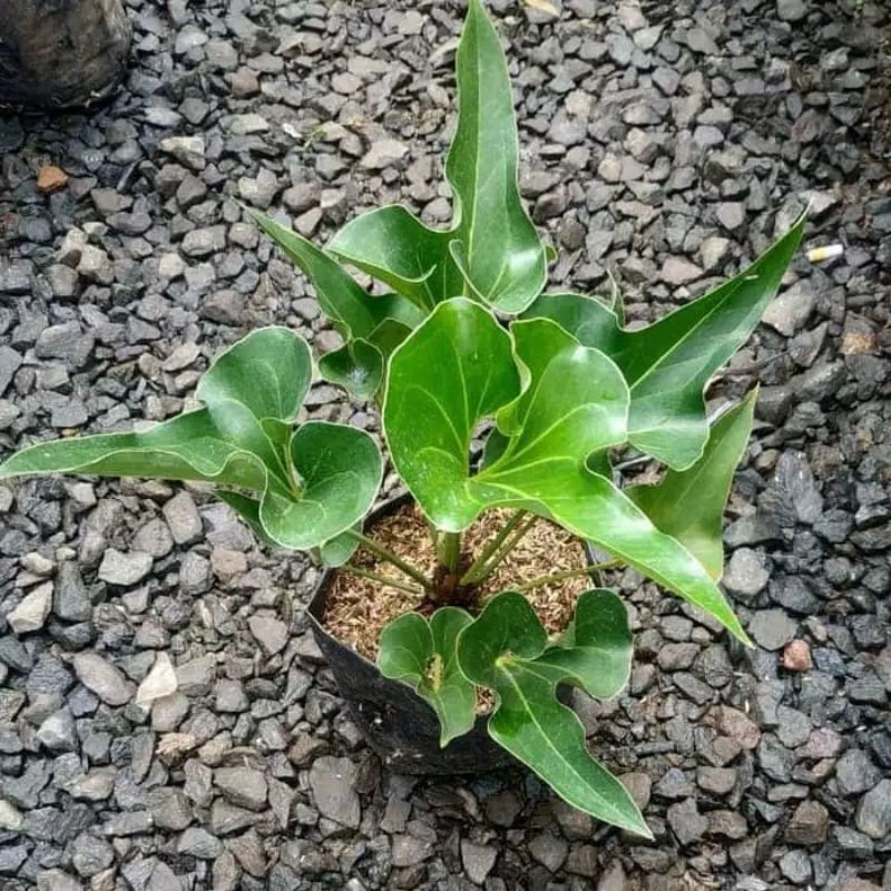 Tanaman Hias Anturium Corong
