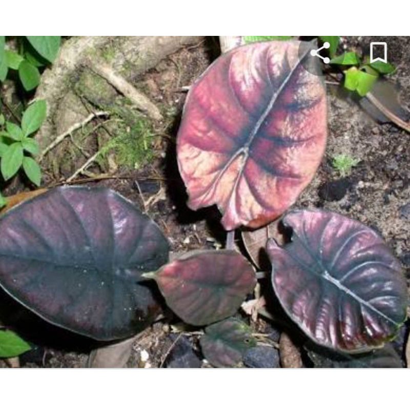 alocasia Infernalis red