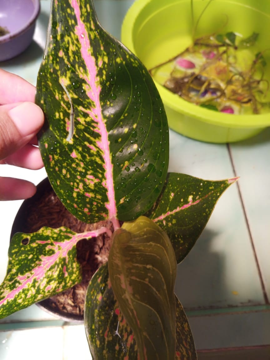 Aglonema Hot Lady