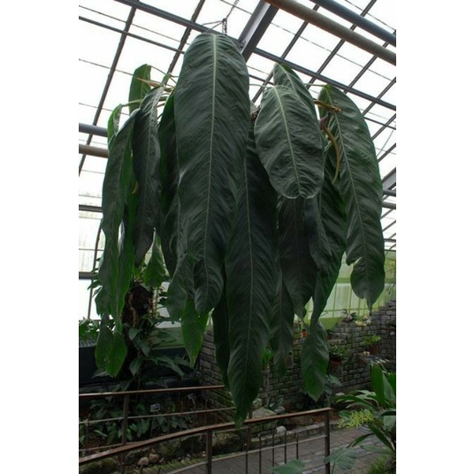 anthurium spectabile bibit remaja - anthurium selendang- rare plants