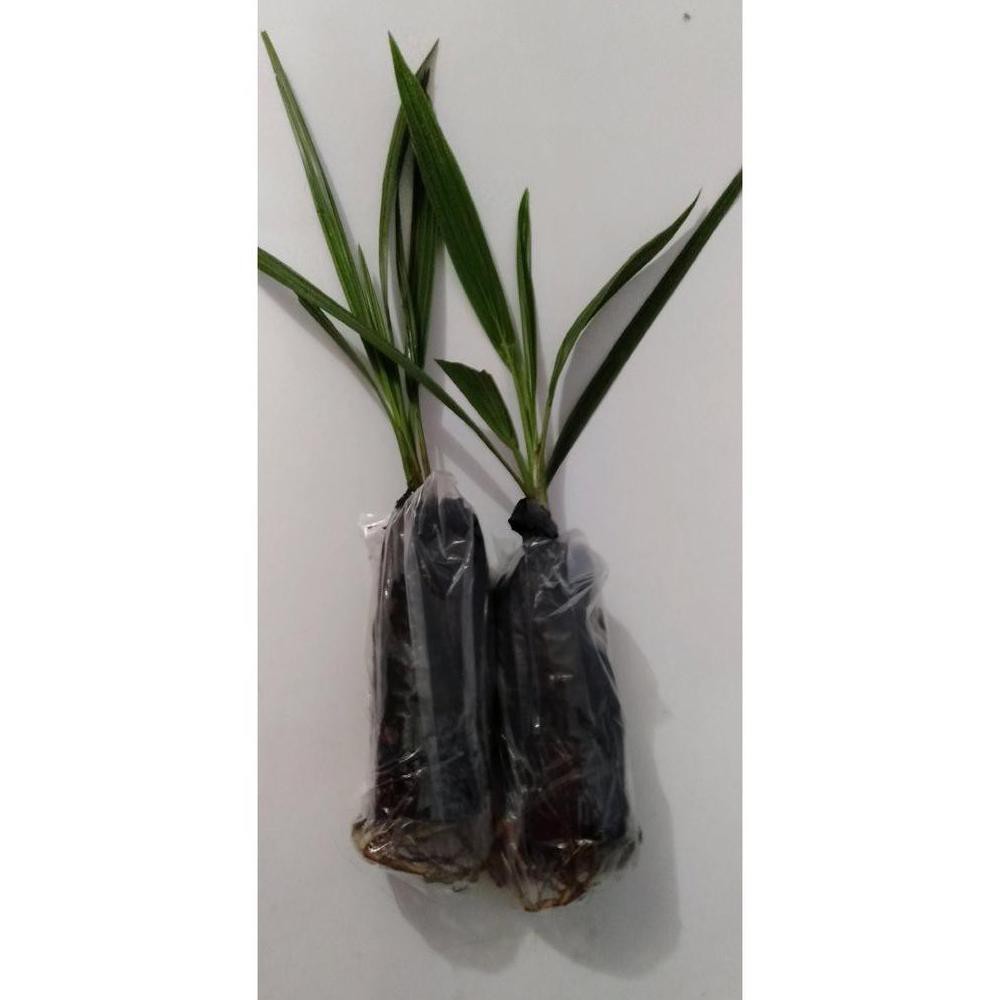 New Bibit Pohon Kurma Kl1 Kolak One Kurma Tropis I2F