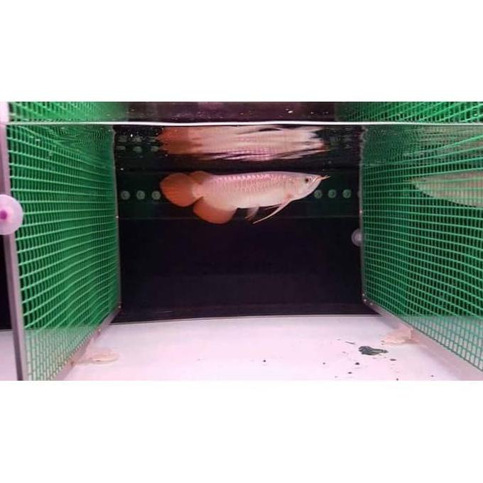 Kawat Mesh Grill Plastik Pembatas Sekat Ikan Aquarium