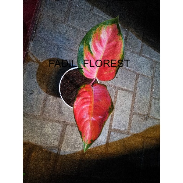 aglonema kochin baby SEED_AGLONEMA