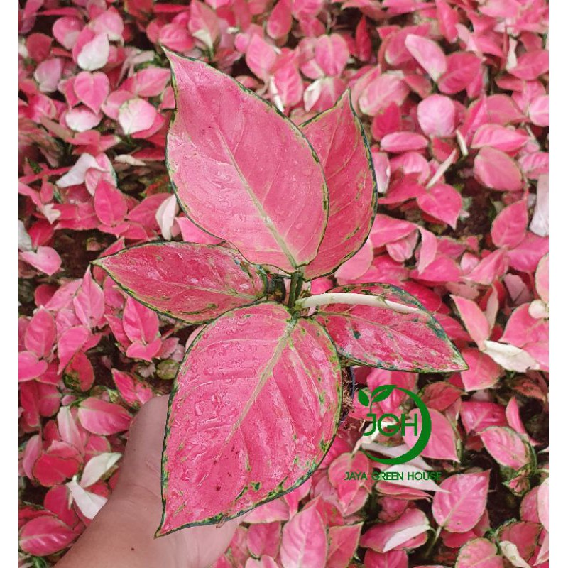 Aglonema Aglaonema  Pink  Catrina Shopee Indonesia