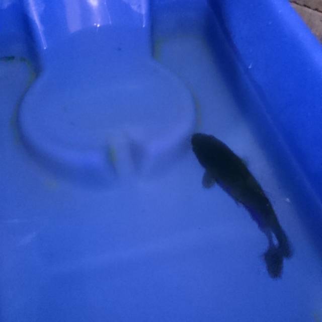 Ikan koi chagoi cokelat tembaga gelap penjinak kolam