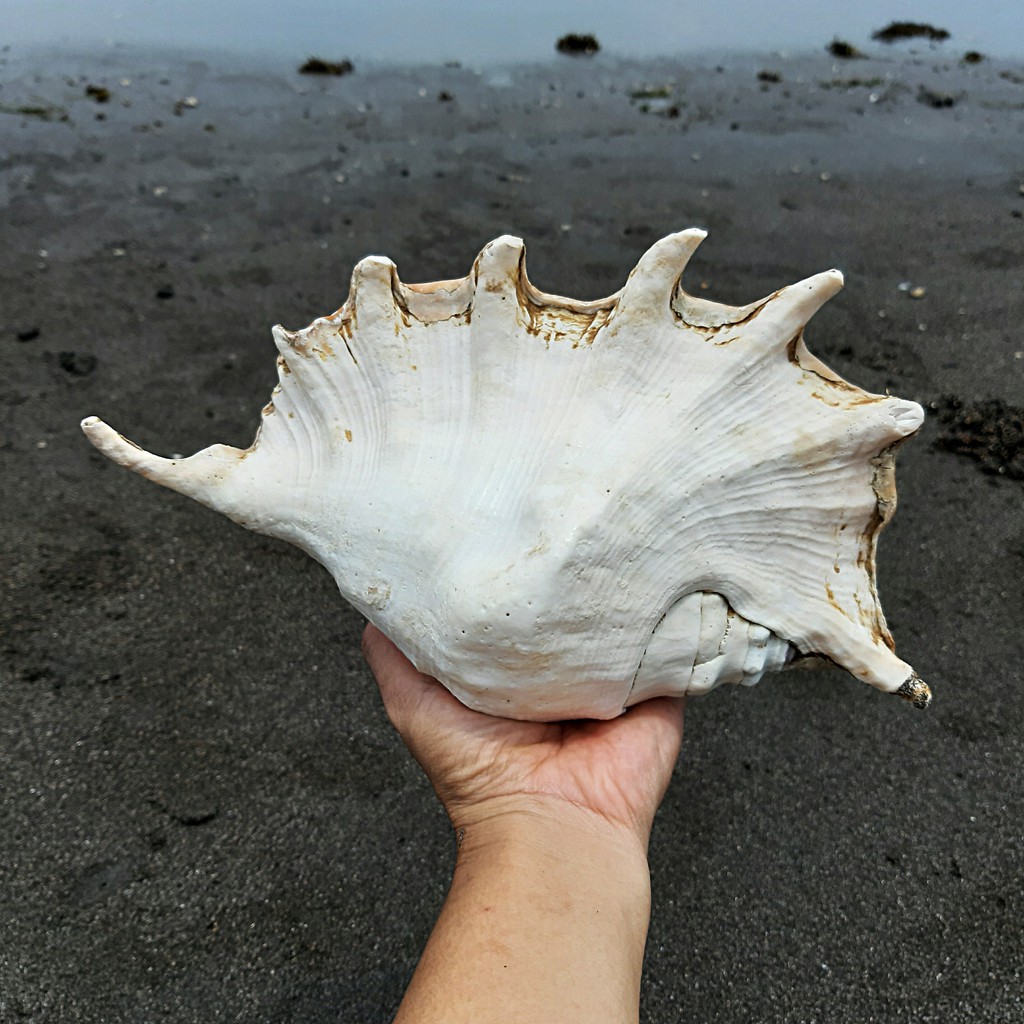 Cangkang kerang laut / Kerang spyder jumbo / Cangkang kerang hias