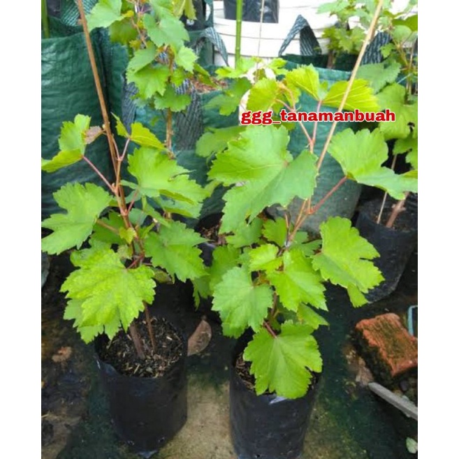 Bibit Anggur Gozv Asli Hasil Grafting