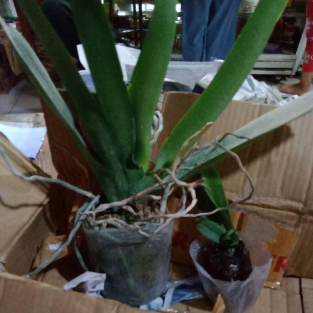 Anggrek Bulan Ukuran Jumbo Bangkok Super Shopee Indonesia Anggrek Bulan Ukuran Jumbo Bangkok Super Shopee Indonesia