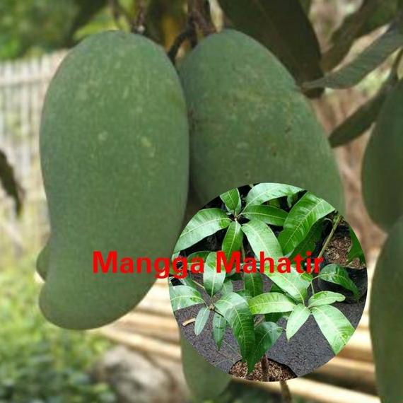 KWALITAS TERBAIK bibit buah mangga mahatir unggul VIRAAAALL
