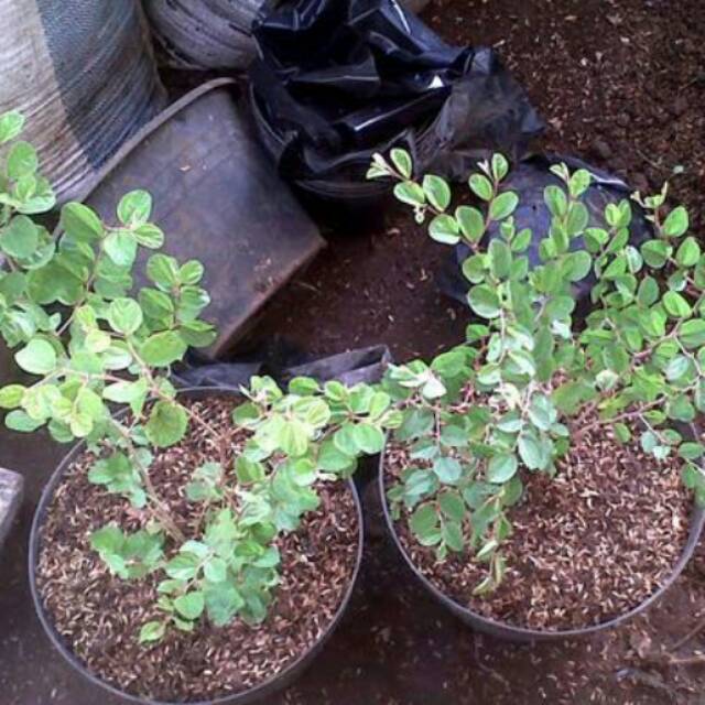 Bibit Buah Bidara Arab