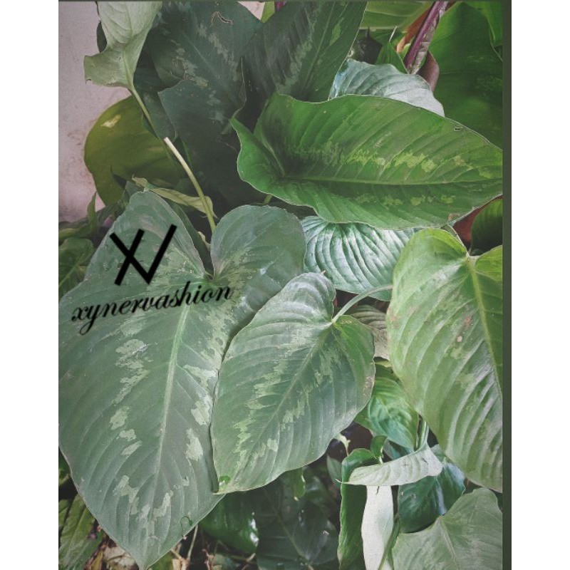 Homalomena Schismatoglottis Wallichii