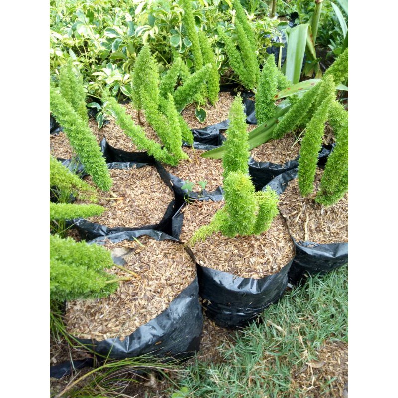 tanaman hias ekor tupai-ekor tupai tanaman hias-bibit pohon ekor tupai-ekor tupai pohon hias