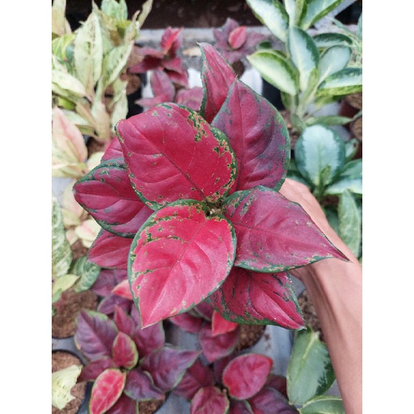 aglonema black maroon