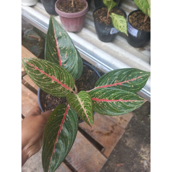 Aglonema legacy hijau