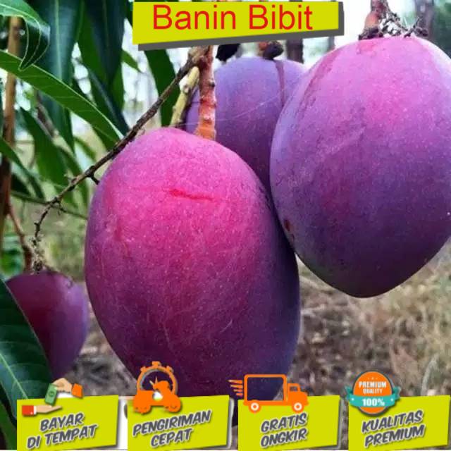 Bibit Mangga Irwin/ Bibit Mangga Irwin Super Murah