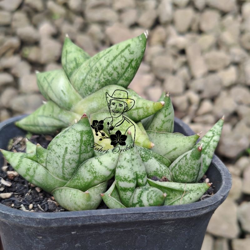 FahriOrchid - Sansivera boncel cv dwarf mini
