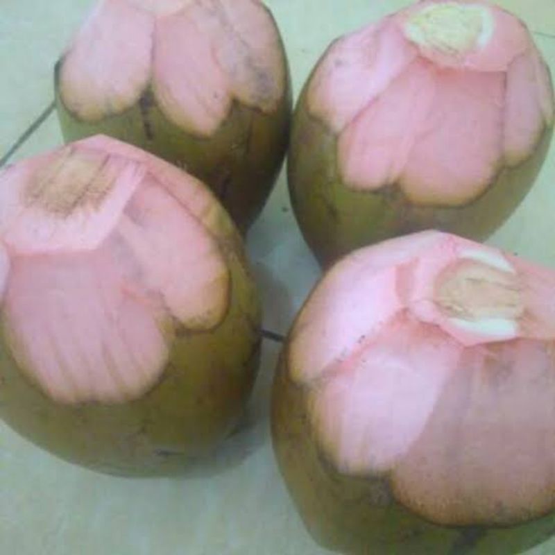 

Kelapa ijo obat