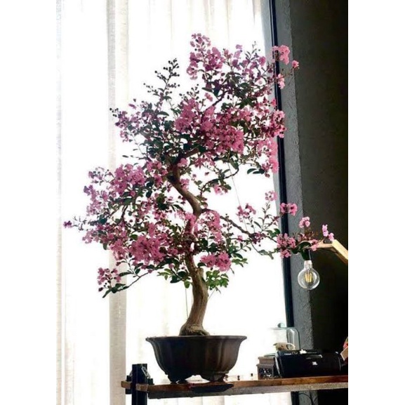 bibit bunga sakura // sakura lokal