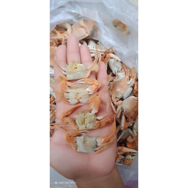 

Baby crab 500g rebus dan kupas totok