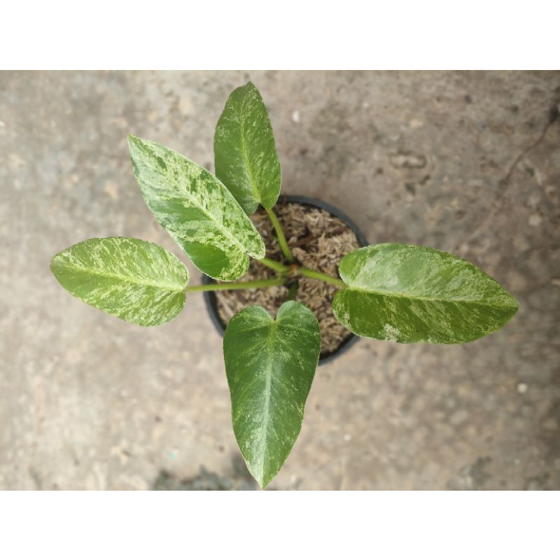 Philodendron Giganteum varigata - marbel varigata