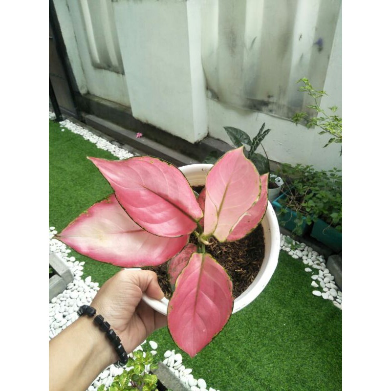 alonema pink anjmani