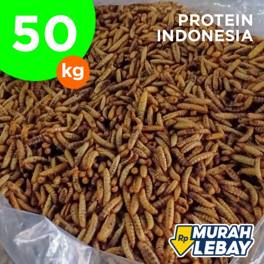 

Grosir Maggot Kering Curah Bulky MOQ 50 kg (Dried BSF Larvae)