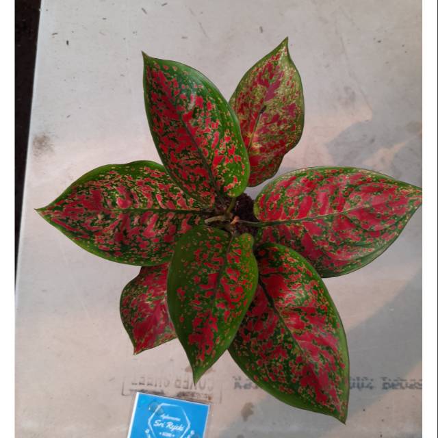 promo Tanaman Hias Aglaonema/Aglonema RED SPIDER