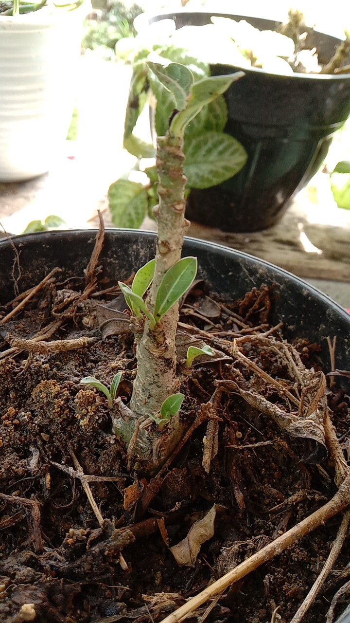 Bibit Bunga Kamboja Adenium Golden Faith