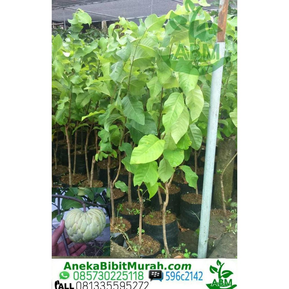 4 bibit buah srikaya jumbo okulasi h4j