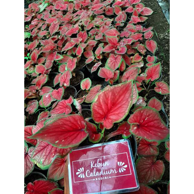 Bibit Caladium keladi hias Red jaguar murmer Shopee Bibit Caladium keladi hias Red jaguar murmer Shopee