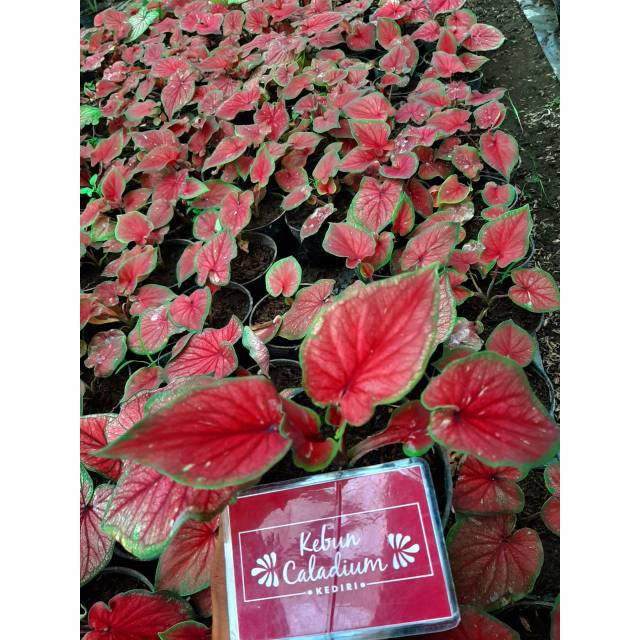 Bibit Caladium keladi  hias Red  jaguar  murmer Shopee 