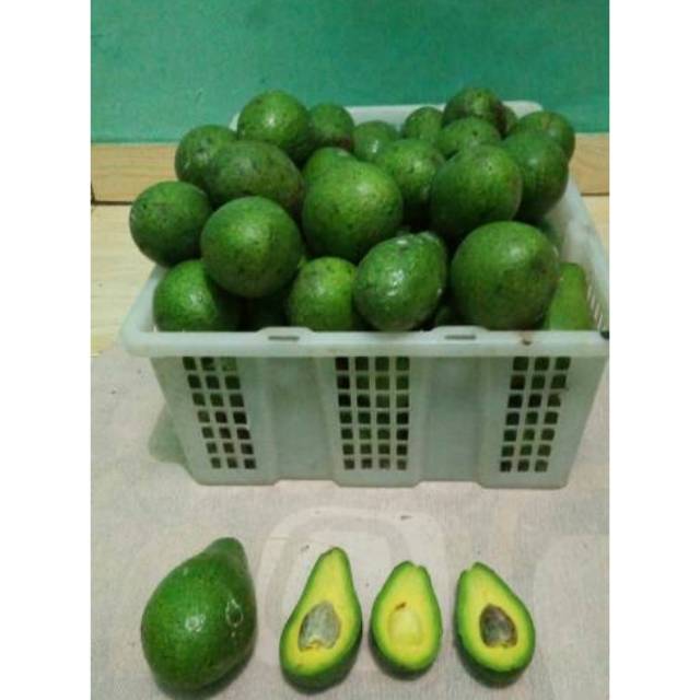 

ALPUKAT MENTEGA / BUTTER AVOCADO Harga 1kg