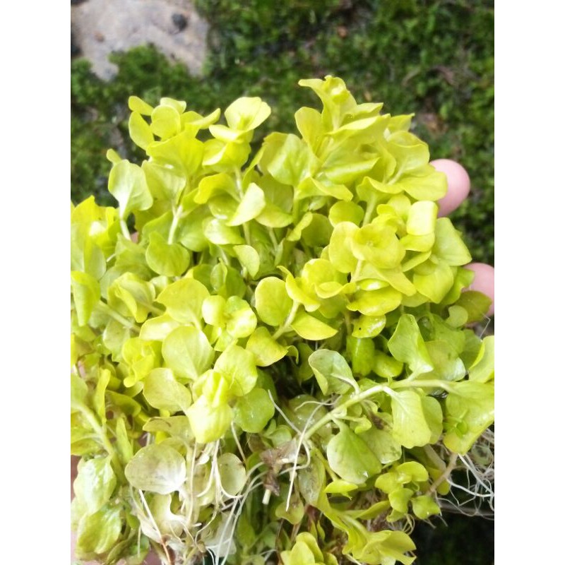 

Paket [25 batang] Bacopa lismacia
