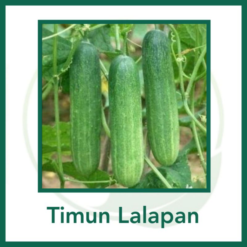 15 Biji - Benih Timun Lalap Roket Hijau Unggul Berkualitas - Bibit Tanaman Buah