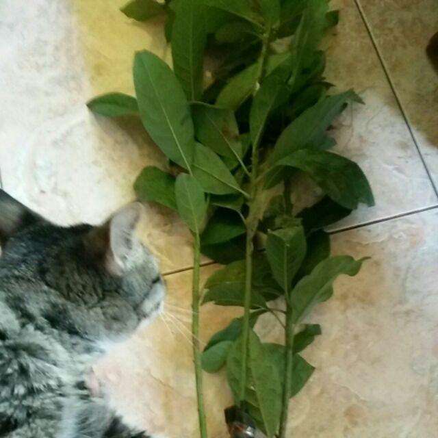 Promo 3 Bibit Tanaman Alpukat Miki 50cm