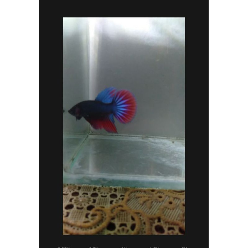 cupang liar/wild betta/imbellis/mahachai/alien/smaragdina/spade tail/veil tail