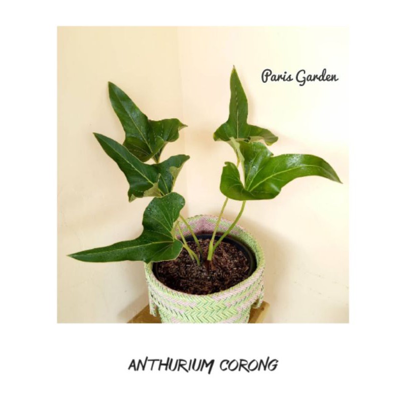 TANAMAN HIAS ANTHURIUM CORONG - BIBIT ANTHURIUM CORONG