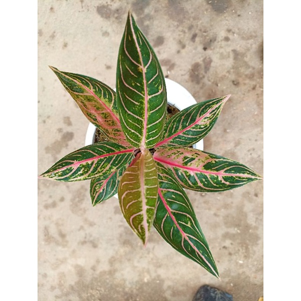 aglonema red sumatra / pos merah / aglonema redsum mutasi