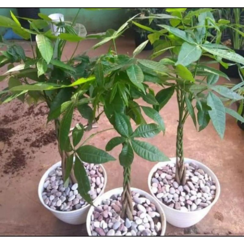 Tanaman hias pachira kepang//pachira kepang