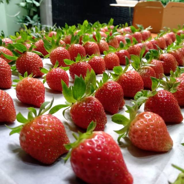 

Strawberry fresh fruit