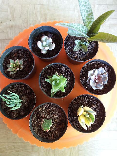 Kaktus Sukulen Paket 50 Pohon Bonus 50 Pot